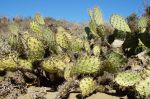 Beautiful cactuses at Point Dume